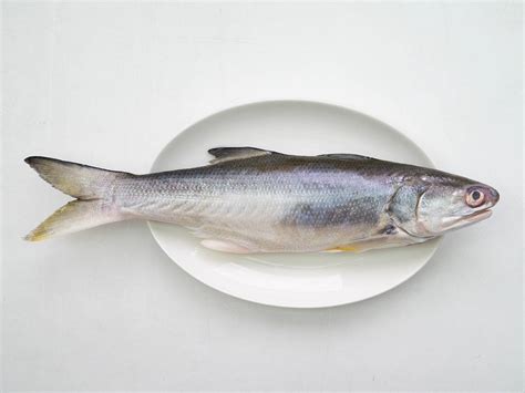 飼料魚是什麼魚 五行屬金的物品